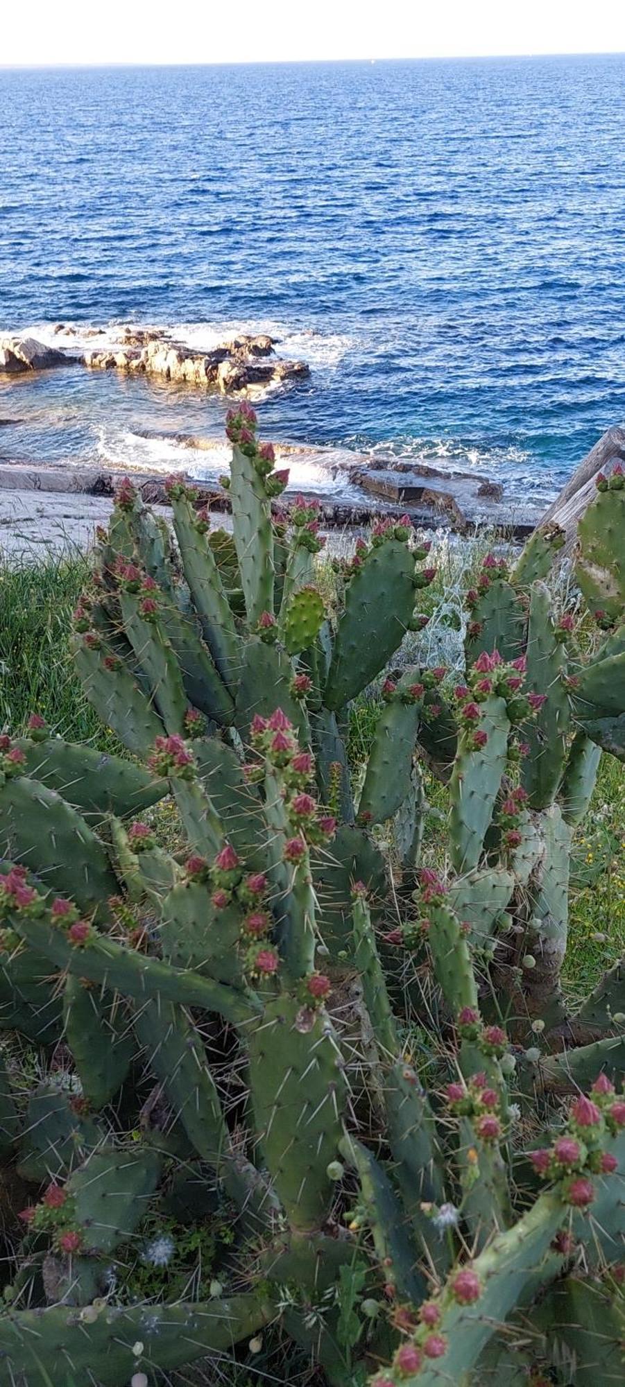 Glaucus Veli Lošinj